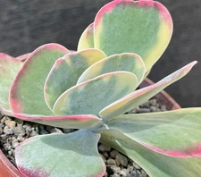 Kalanchoe thyraiflora ‘Fantastic’ variegated Succulent Cactus Plant