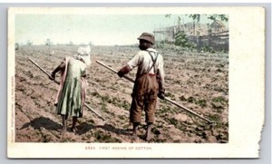 C. 1905 Picking Cotton Postcard First Hoeing of Cotton Vintage Adrican American