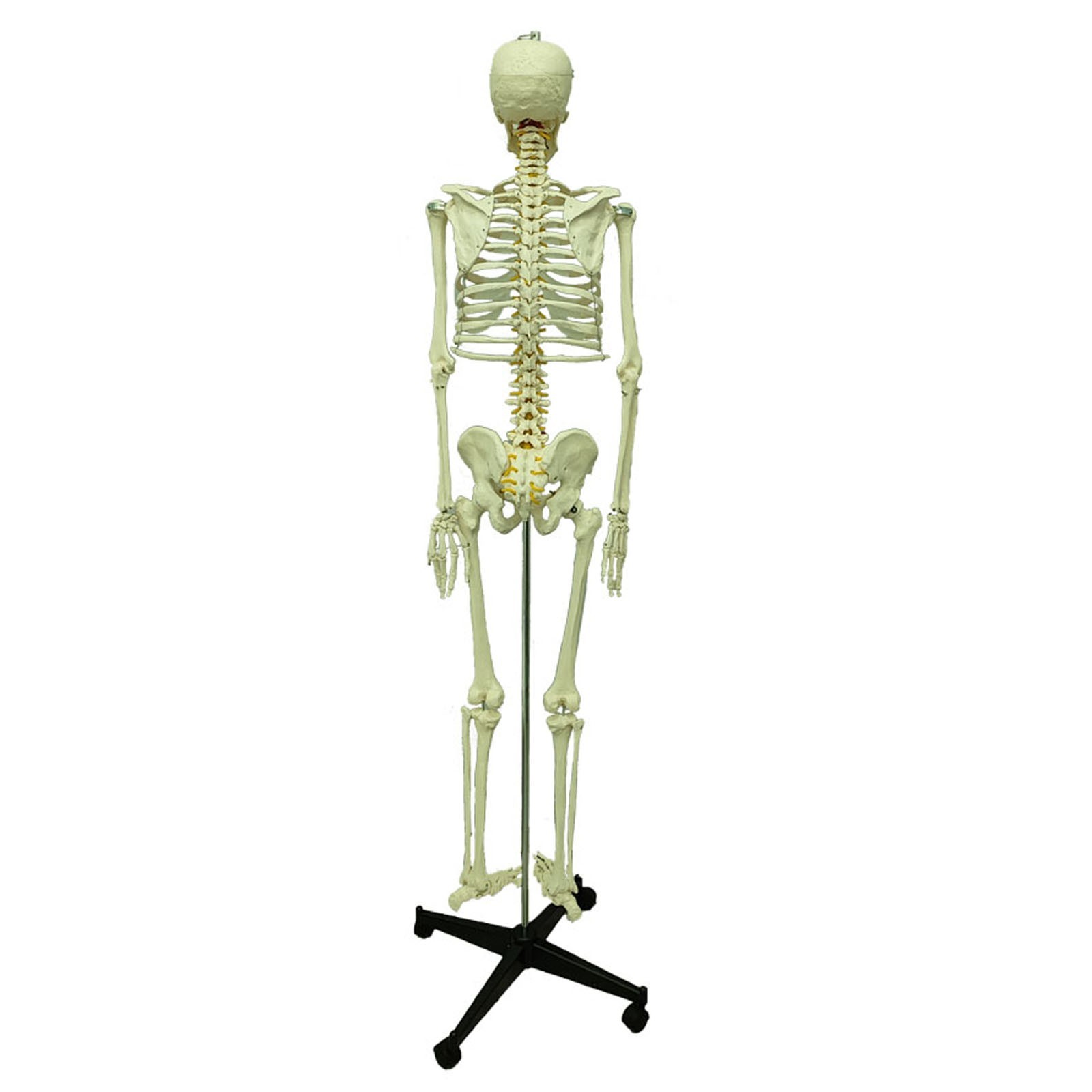 Medical Anatomical Human Skeleton Model 66.9in Life Size Skeletal Teaching Model