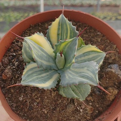 1PCS 7-8cm Seedgrowth Agave Burnt Burgundy Variegata Cactis Rare Seedling