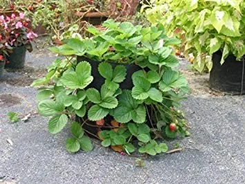 Контейнер мягкий Smart Pots 800 галлонов, черный - Изображение 4 из 4