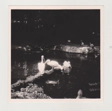 Lake's Lucky Charm Three White Pelicans Bring Joy to the Zoo Unusual Snapshot