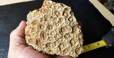 Horn Coral Fossil  Cheatham Co Tennessee Specimen Rock