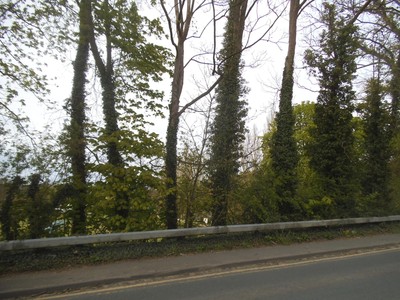 Photo 8x6 Trees along White Hill, Remenham Henley-on-Thames  c2016