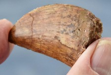 Large Carcharodontosaurus African T-rex Tooth 1.6