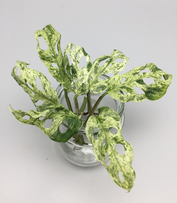 Monstera Adansonii Frozen Freckles variegata Stammstecklinge | eBay.de