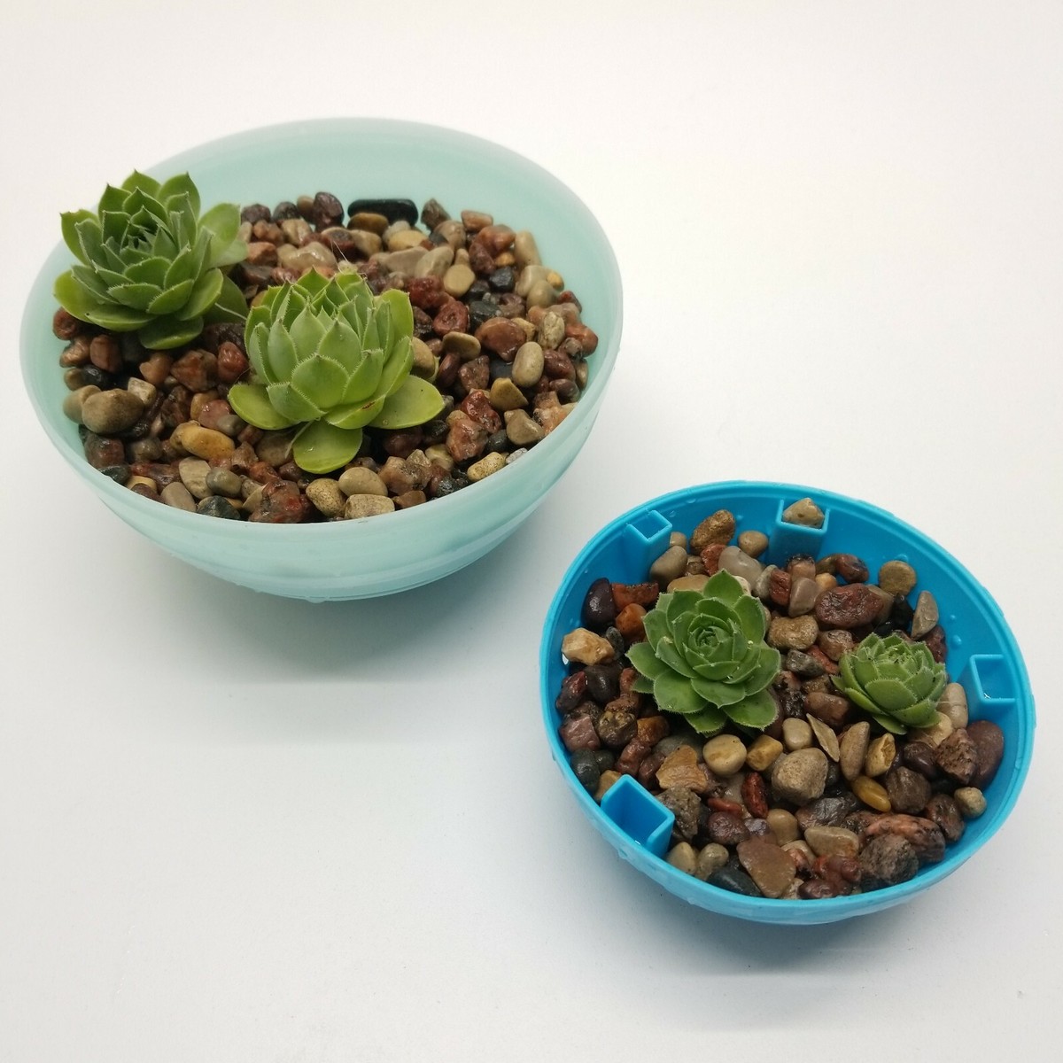 Echeveria Succulents .75