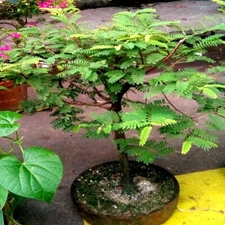 5 Tamarind Tree Seeds (Tamarindus indica) Tropical Fruit Flower Plant, Bonsai