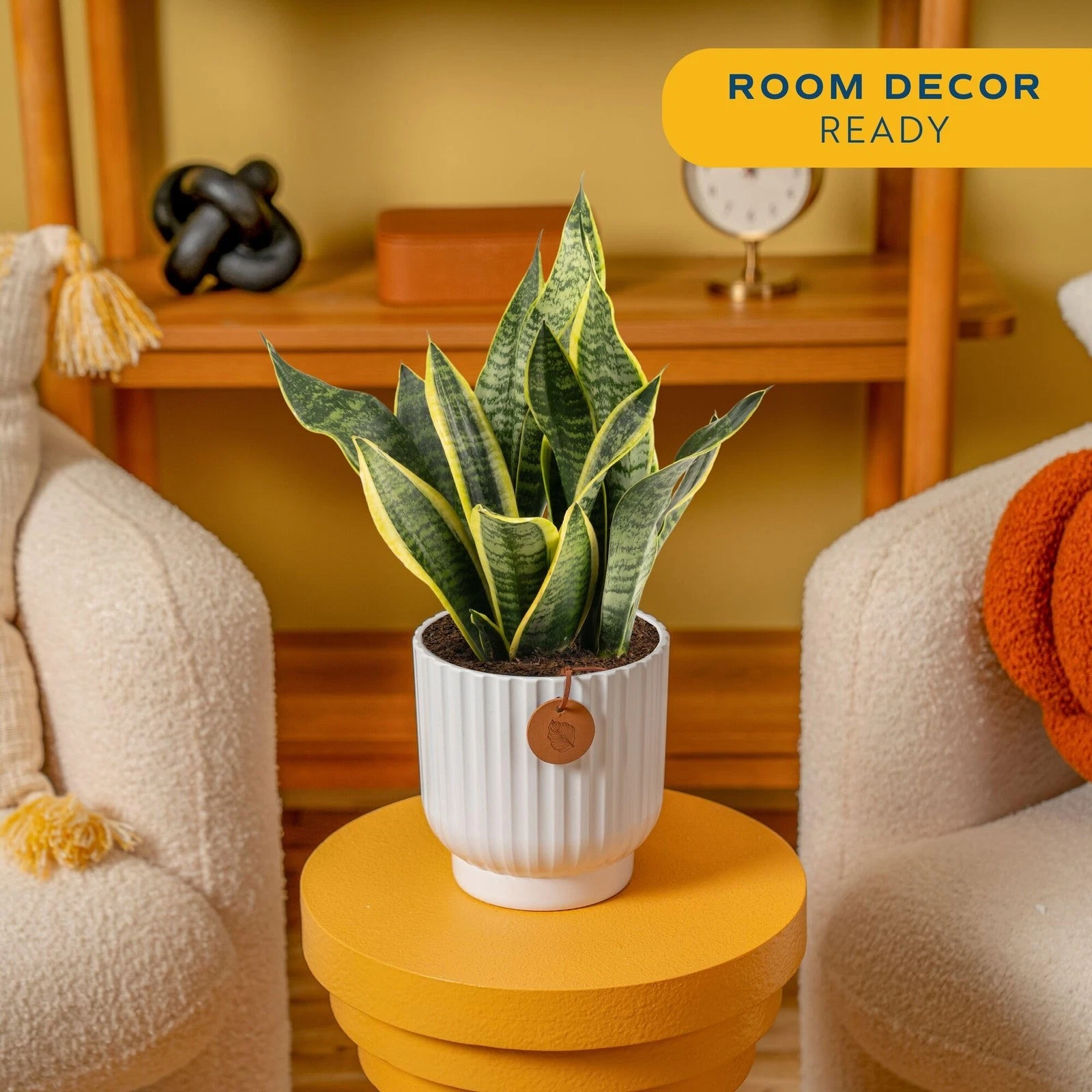 Costa Farms Snake Plant - Thumbnail 2