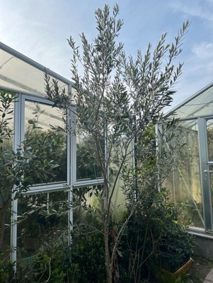 Olivenbaum Olea Europea Winterhart 3m | eBay.de