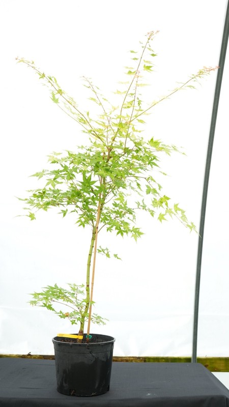 Acer palmatum 'Marmalade' Japanese Maple 3 gallon