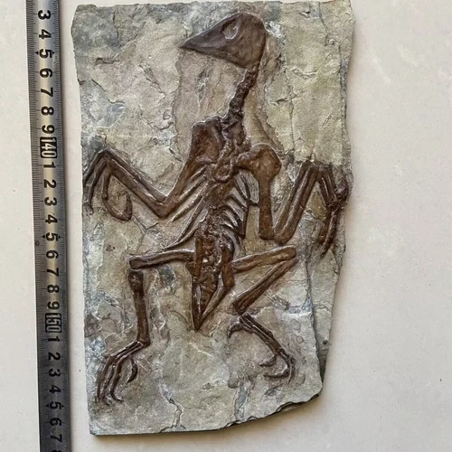 Heiße echte Konfuziusornis Fossil seltene chinesische Vogel Sammlung - Bild 3 von 5