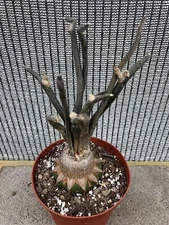 Rare Massive Cactus - Astrophytum caput-medusae
