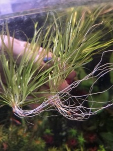 Blxya Japonica 2x