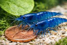 20 Ultra Blue Dream - Freshwater Neocaridina Aquarium Shrimp. Live Guarantee