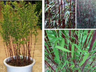 Roter Bambus schnellwüchsige Pflanzen immergrüne Palmen für den