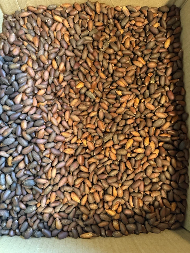 Piñones piñones frescos crudos California 2025 con cáscara 5 libras por 125 dólares Foto 2 de 4