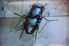 fine art photography,sculpture,the Fly,prints.