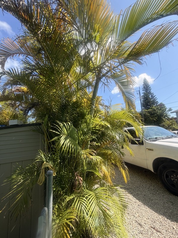Mature Areca Palm Tree Outdoor Evergreen Fast-Growing Clumping Feather Foliage