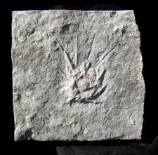 UNCOMMON SPINY ARCHAEOCIDARIS URCHIN ECHINOID FOSSIL FROM GILMORE CITY, IOWA!