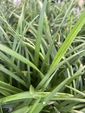Big blue  Liriope, Liriope Muscari ‘ Big Blue’ Live -20 Bare Roots