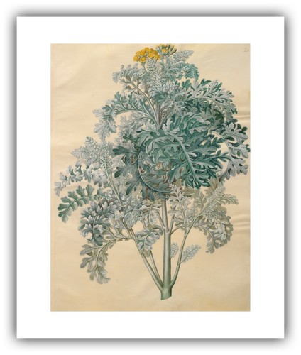 Gottorfer Codex : "Senocio bicolor" (1649-1659) — Giclee Fine Art Print - Picture 6 of 7