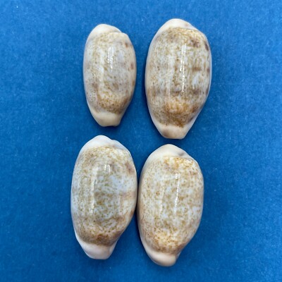 #3 Cypraea (Blasicrura) pallidula 18-22mm F++ No Data 
