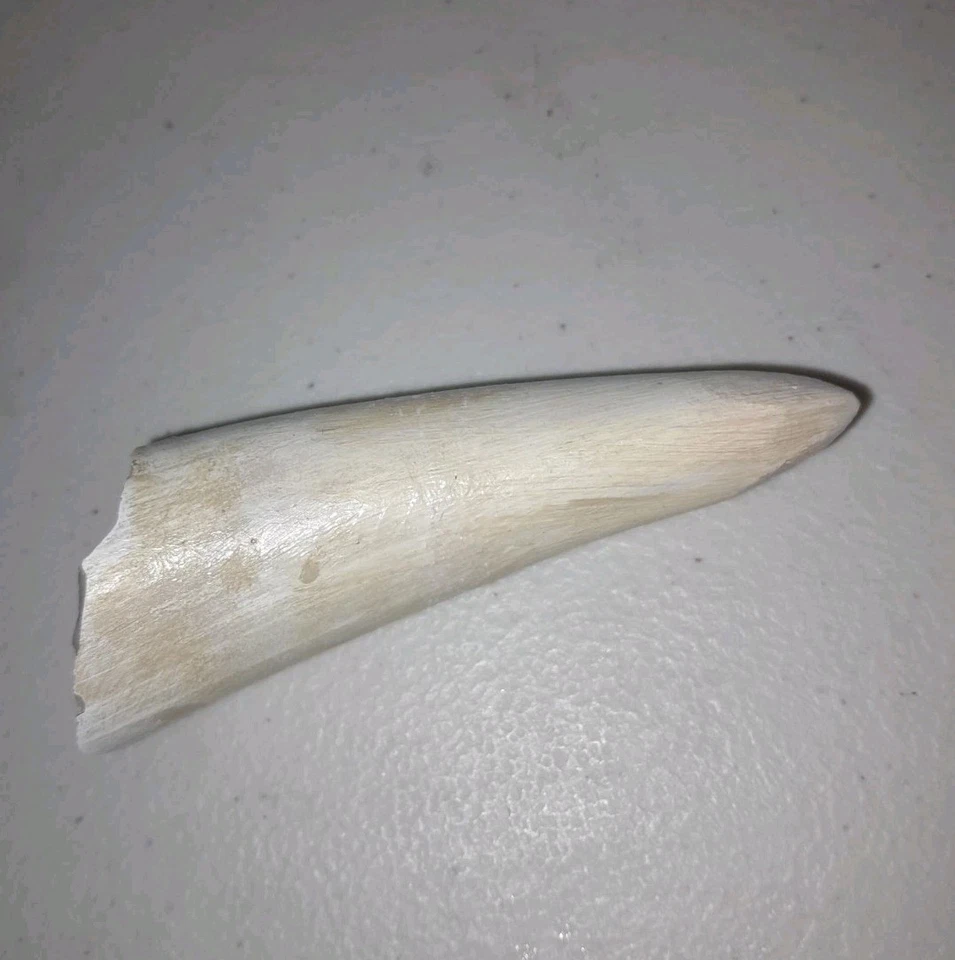 DISNEY WORLD SPLASH MOUNTAIN BRIAR PATCH THORN TIP PROP  - Image 4 of 4