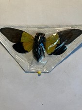 Real Insect/Butterfly/Moth Set B2709 Cicada Large Rare Trengganua sybylla: