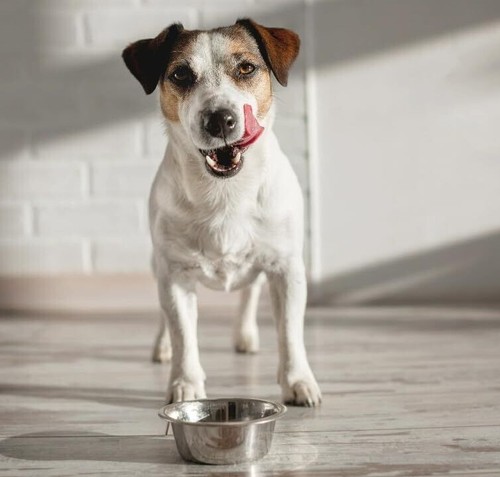 Pets Small Lightweight Stainless Steel Dog Bowl, Food And Water Dish, Natural - Picture 3 of 15