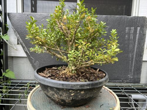 Variegated Kingsville Boxwood Bonsai 14 Years Old 12” Tall - Picture 2 of 9