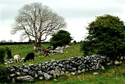 Photo 12x8 The Burren - R480 - Wall Field Cattle & Tree near Poulnabrone Dolmen