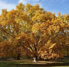 5 Sycamore Native Seedling Bare Roots for Planting,1-2ft Tall, Dormant in Winter