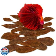 SunGrow 50 Pcs Mini Catappa Indian Almond Leaves for Betta Fish Aquarium, Shr
