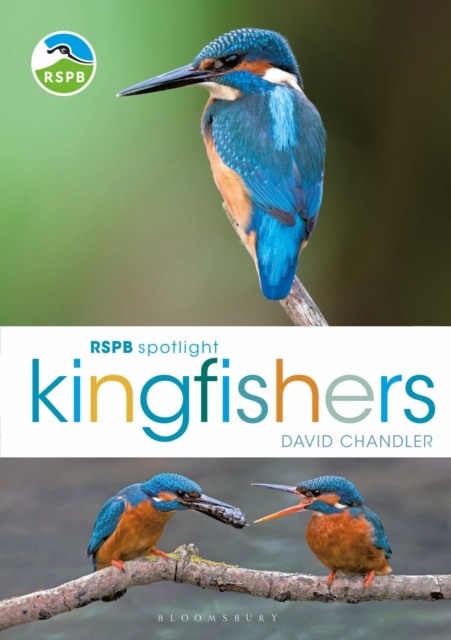RSPB Spotlight Kingfishers by David  Chandler (Paperback Book)