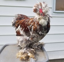 6  Show Quality PURE Silkie Hatching Eggs Frizzle Showgirl Bearded