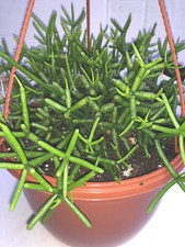 x5 Rhipsalis Coral Cactus unrooted cuttings 3inch - House Plant. 