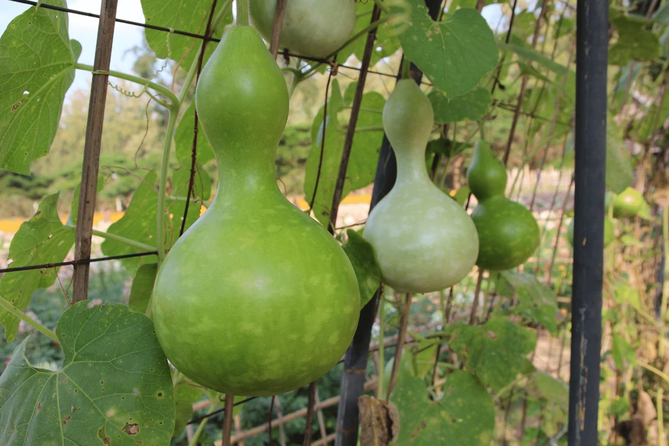 Birdhouse Bottle Gourd Seeds, NON-GMO, Calabash, Ornamental, FREE SHIPPING - Image 2 of 2