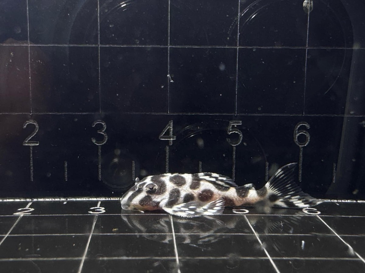 L236 Pleco Live (Size 3-4cm) - High Quality - Tank Bred -USA