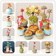 Rare Beauty Succulents Seeds, Mixed 100pcs/pack
