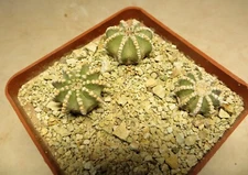 astrophytum hi nt o nii own root 3 plants