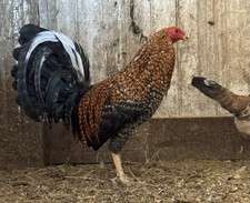 6+ Mingus Dom Chicken Hatching Eggs 