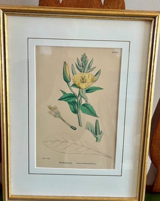 Antique Sowerby English Botany handcolored engravings 