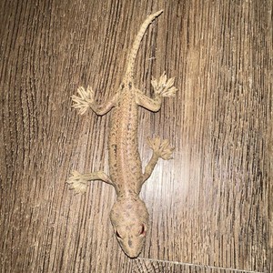 Vintage 1980s AAA Realistic Rubber Lizard Gecko Toy Figure Open Mouth