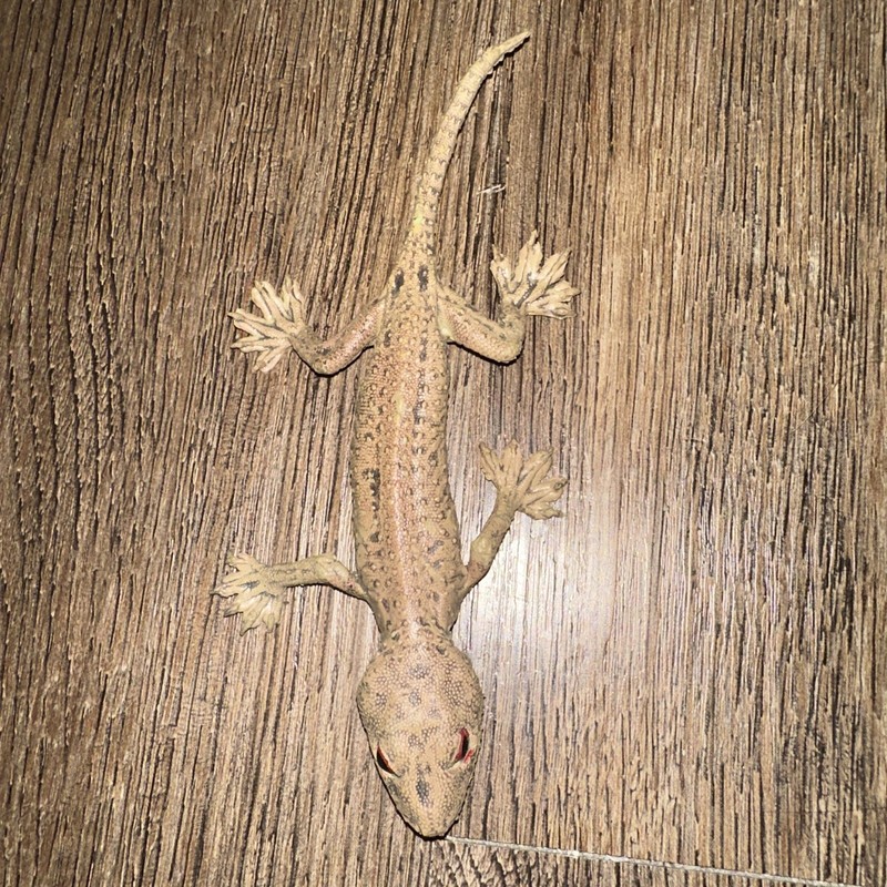 Vintage 1980s AAA Realistic Rubber Lizard Gecko Toy Figure Open Mouth