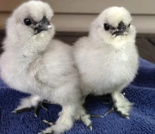 12 Silkie  Hatching Eggs +a Few For Good Luck.
