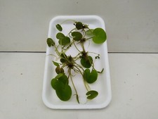 Froschbiss hydrocharis morsus ranae 5 Stk. Schwimmpflanzen Aquarium Teich 