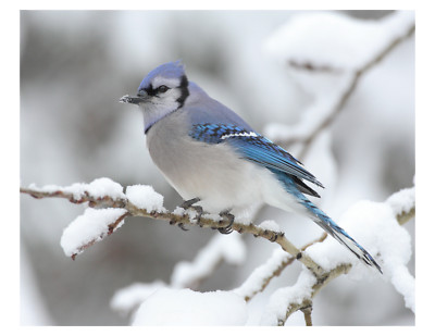 Winter Blue Jay - Passerine Bird - 8x10 Photo Print On 8.5'' x 11''