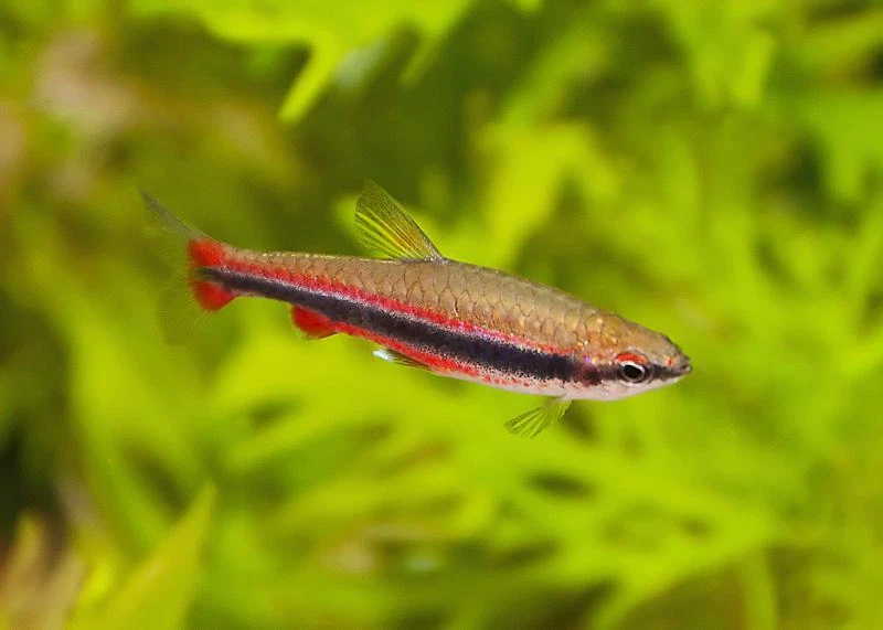 Red Pencilfish
