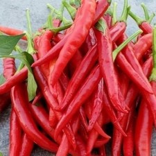 25 seeds Finger long hot pepper easy grow planting garden spicy hot food